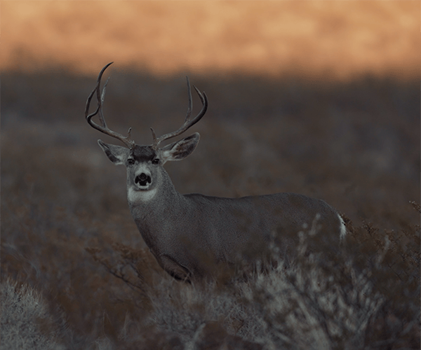 venatura deer