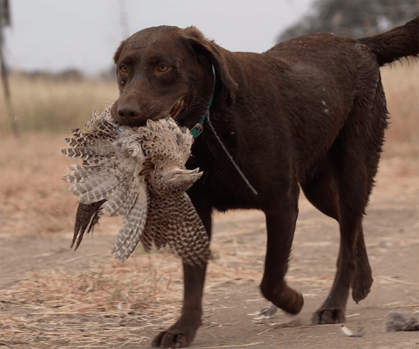 venatura dog bird