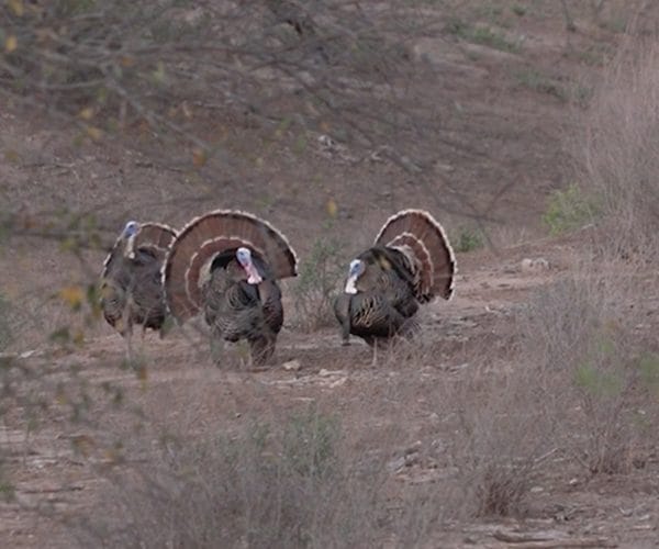 venatura turkey